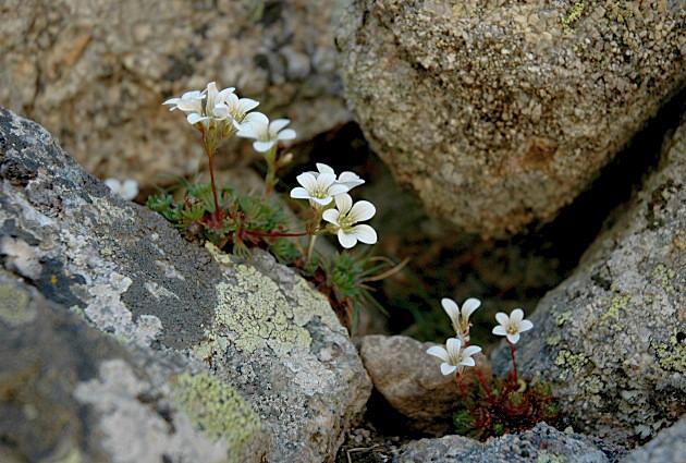 Saxifraga pedemontana subsp.cervicornis / S.sardo-corsa